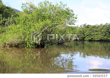 Mangroves of Nakama River, Iriomote Island Okinawa Tourism 50583557