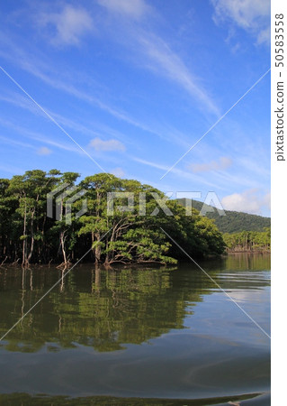 Mangroves of Nakama River, Iriomote Island Okinawa Tourism Mangroves of Nakama River, Iriomote Island Okinawa Tourism 50583558