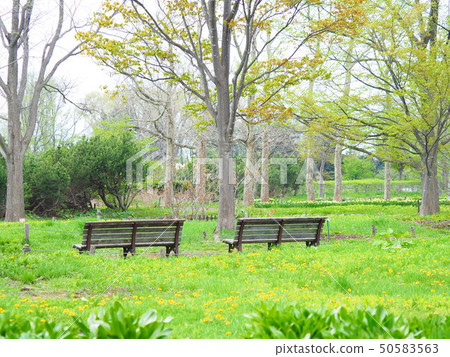 Park bench Park bench 50583563