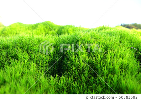 Mt. Halla, forest, valley, moss Mt. Halla, forest, valley, moss 50583592