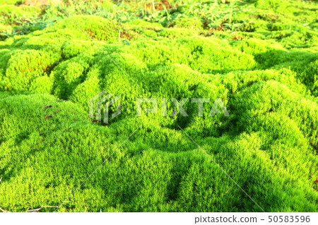 Mt. Halla, forest, valley, moss Mt. Halla, forest, valley, moss 50583596