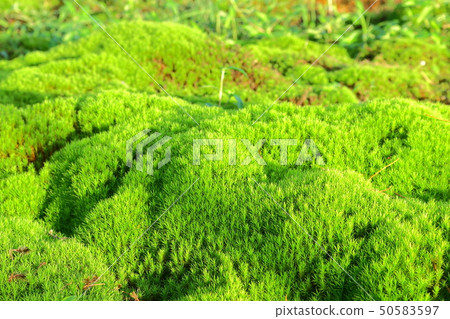 Mt. Halla, forest, valley, moss Mt. Halla, forest, valley, moss 50583597
