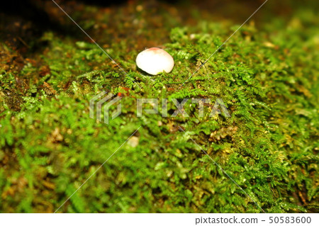 Hallasan, forest, mushroom 50583600