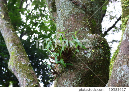 Mt. Halla, forest, flower, bamboo Mt. Halla, forest, flower, bamboo 50583617