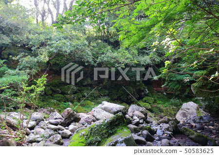 Mt. Halla, forest, valley, 50583625