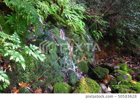 Mt. Halla, forest, valley, Mt. Halla, forest, valley, 50583628