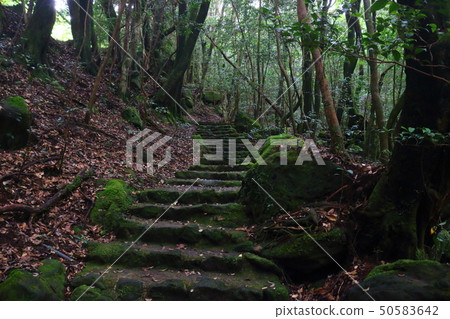 Mt. Halla, forest, valley, 50583642