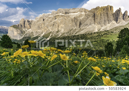Beautiful yellow flowers on the background of the 50583924