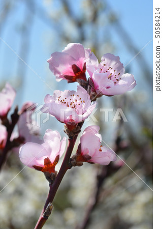 Peach tree Fayette Peach tree Fayette 50584214