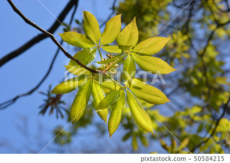 Yellow buckeye 50584215