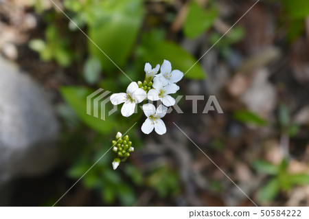 Spreading rock cress 50584222