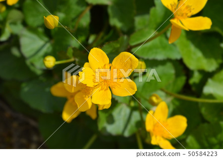 Marsh Marigold Marsh Marigold 50584223