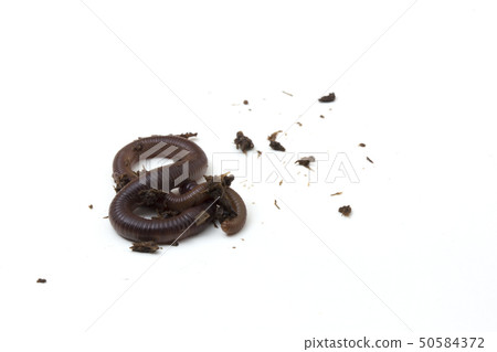 African Night Crawler isolated on white background African Night Crawler isolated on white background 50584372