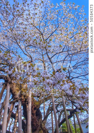 Nikko Rinoji Temple Kongo Sakura Nikko Rinoji Temple Kongo Sakura 50584373