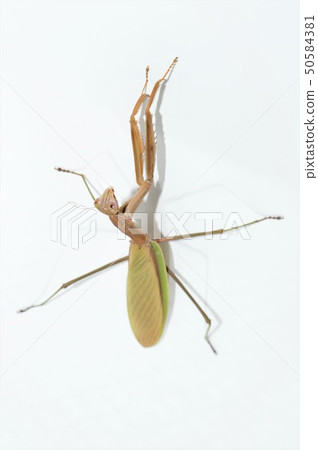 Female white-faced white background 50584381