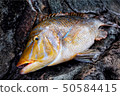 Hamafuefuki 50584415