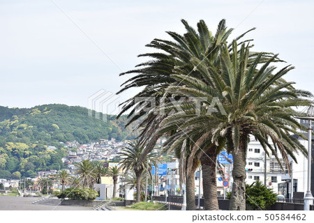 伊東溫泉海岸橙色海灘 伊東溫泉海岸橙色海灘 50584462