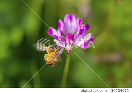  蓮花草和蜜蜂 50584615