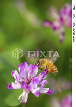  蓮花草和蜜蜂 50584622