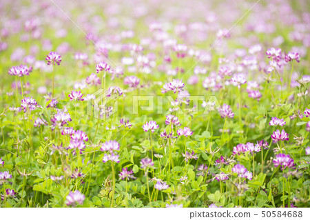 Renge garden 50584688