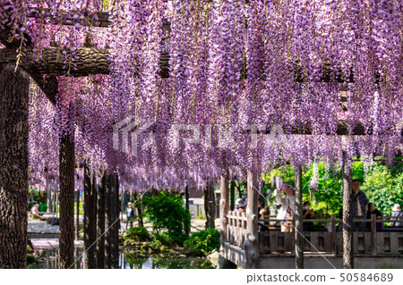 Kusanagi Fuji Tsushima Tennogawa Park Kusanagi Fuji Tsushima Tennogawa Park 50584689