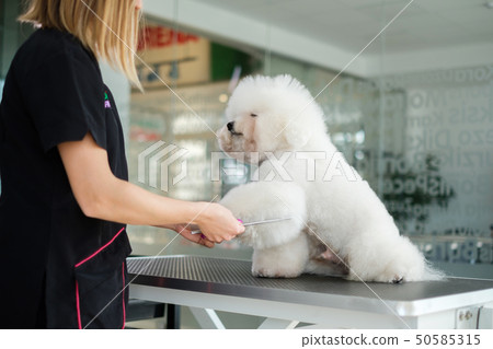 Bichon Fries at a dog grooming salon 50585315