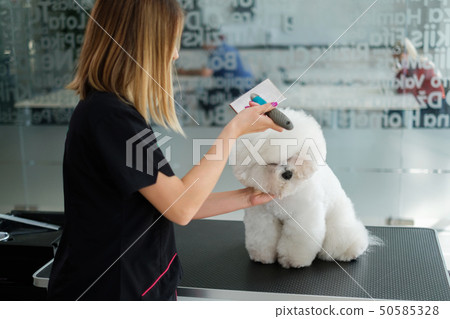Bichon Fries at a dog grooming salon 50585328
