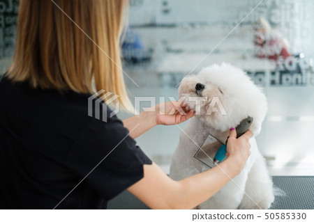 Bichon Fries at a dog grooming salon 50585330