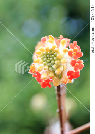 Mitumata花 50585512