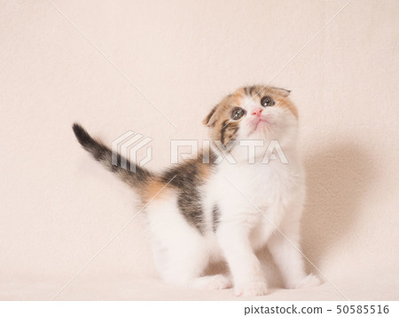 查尋殘破的有耳的小貓 50585516