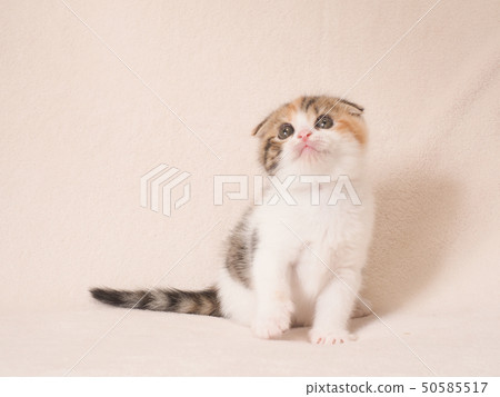 Broken-eared kitten looking above 50585517