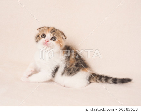 Broken-eared kitten 50585518