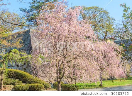 盛岡城堡風景在春天 盛岡城堡風景在春天 50585725