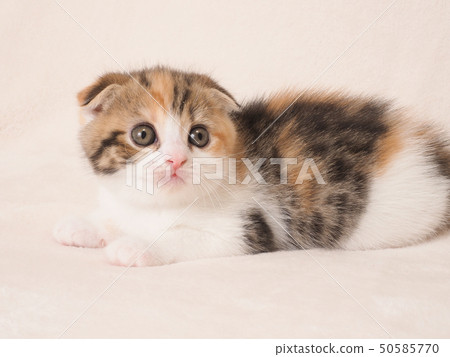 Broken-eared kitten 50585770