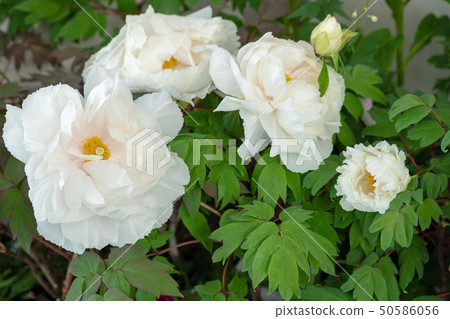 Peony Renzuru (Renkaku) 50586056