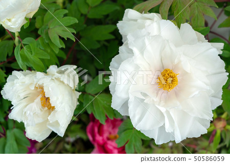 牡丹仁祖（Renkaku） 50586059