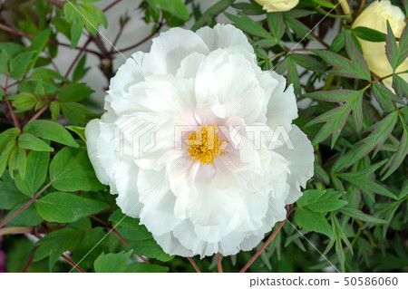 Peony Renzuru (Renkaku) Peony Renzuru (Renkaku) 50586060