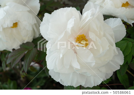 牡丹仁祖(Renkaku) 牡丹仁祖(Renkaku) 50586061