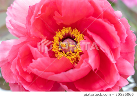 Peony Yachiyo Tsubaki 50586066