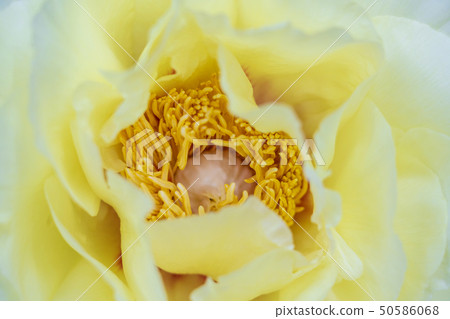 Peony yellow crown Peony yellow crown 50586068