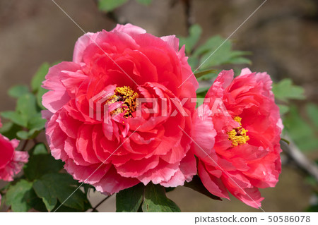 Peony Shuankou Peony Shuankou 50586078