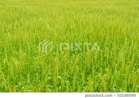 Fresh green wheat field Blue wheat field April Fresh green wheat field Blue wheat field April 50586099