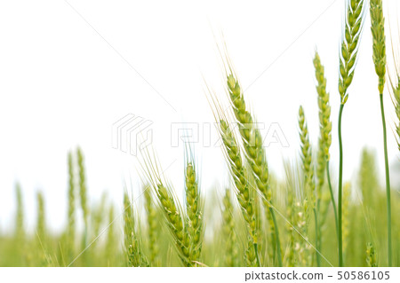 Fresh green wheat field Blue field April sky back 50586105