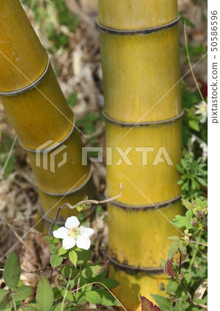 Bamboo and grass strawberry flower Bamboo and grass strawberry flower 50586596