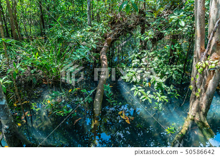 green water in green perfect swamp forest green water in green perfect swamp forest 50586642
