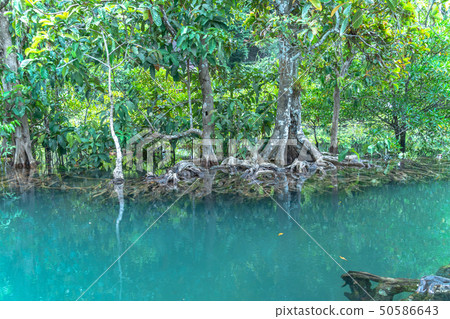 green water in green perfect swamp forest green water in green perfect swamp forest 50586643