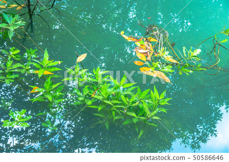 green water in green perfect swamp forest green water in green perfect swamp forest 50586646