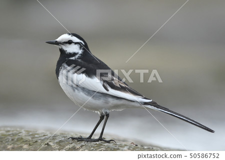 Full-length, sideways view of "Hakusekirei" 50586752