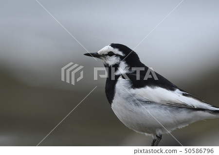 Profile of Hakusekirei 50586796