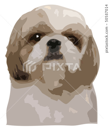 Face of Shih Tzu dog staring straight, Vector Face of Shih Tzu dog staring straight, Vector 50587014